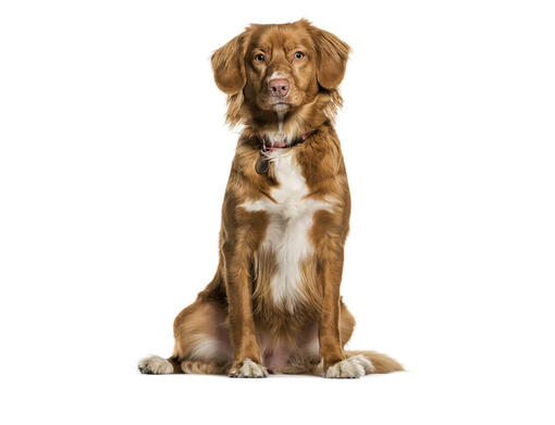 naujosios-kotijos-retriveris-purina-purina